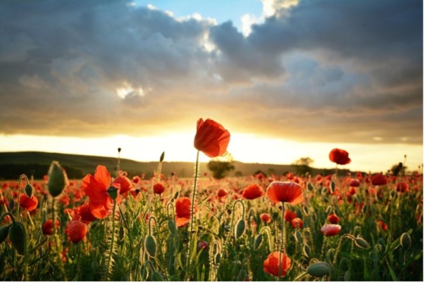 Honouring ANZAC Day: Remembering Their Sacrifice
