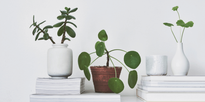 Actually learn the names of your houseplants 